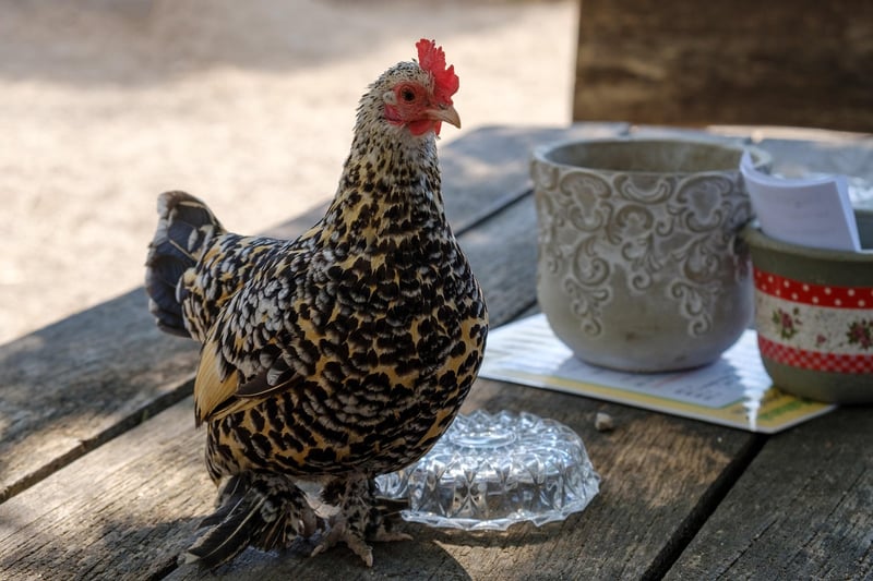 Farm-to-Table